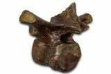 Fossil Dinosaur (Thescelosaurus) Dorsal Vertebra - Montana #353320-1